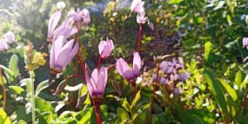 Dodecatheon meadia